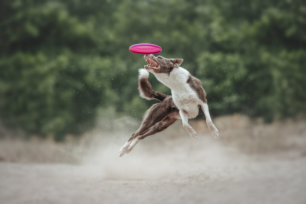 pes dog v&scaron;etko all