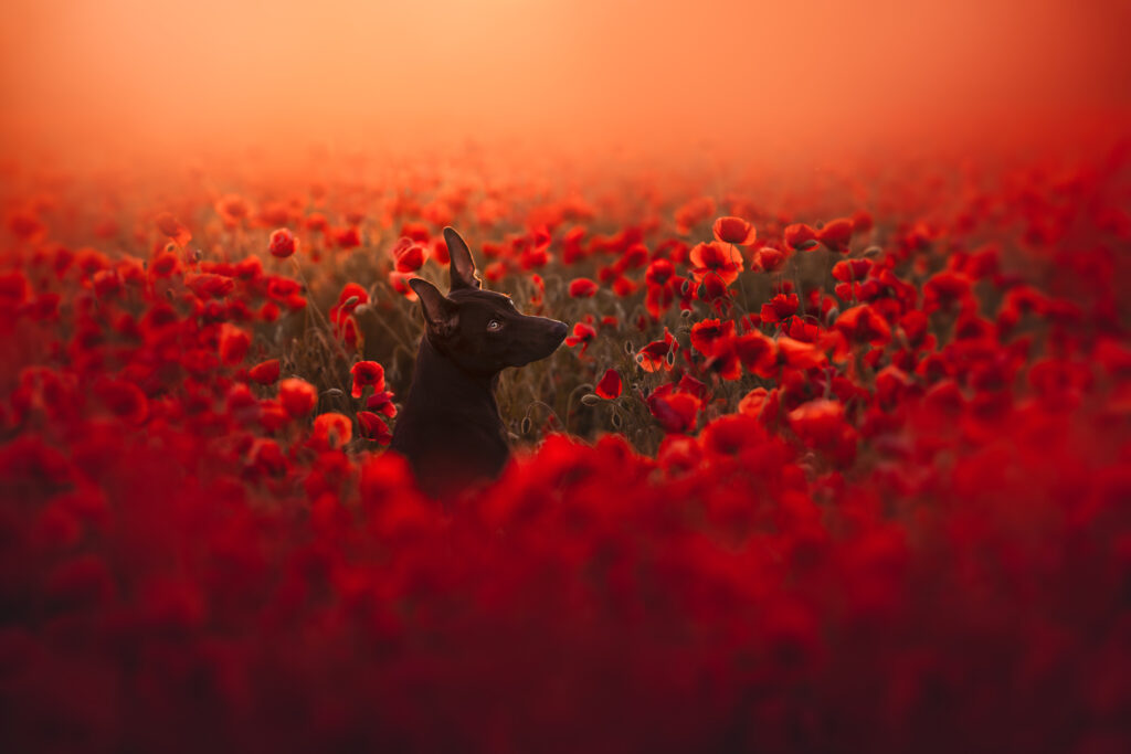 pes dog v&scaron;etko all