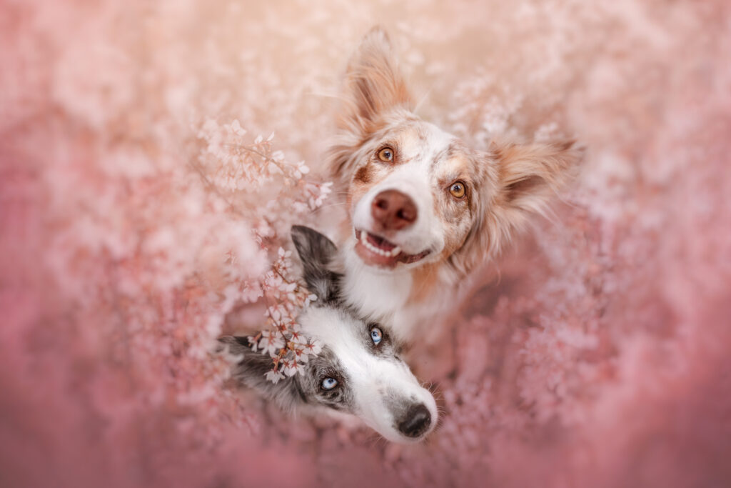 pes dog v&scaron;etko all