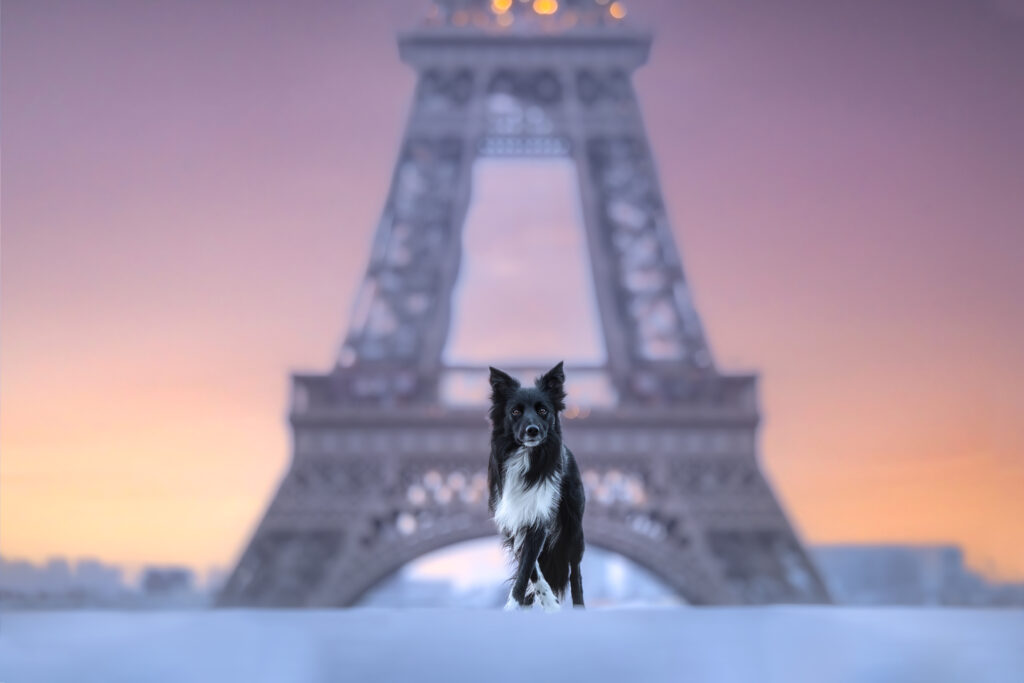 pes dog v&scaron;etko all