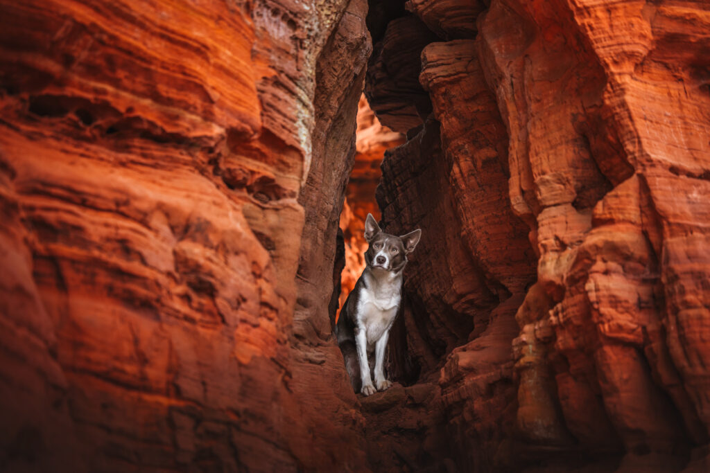 pes dog v&scaron;etko all