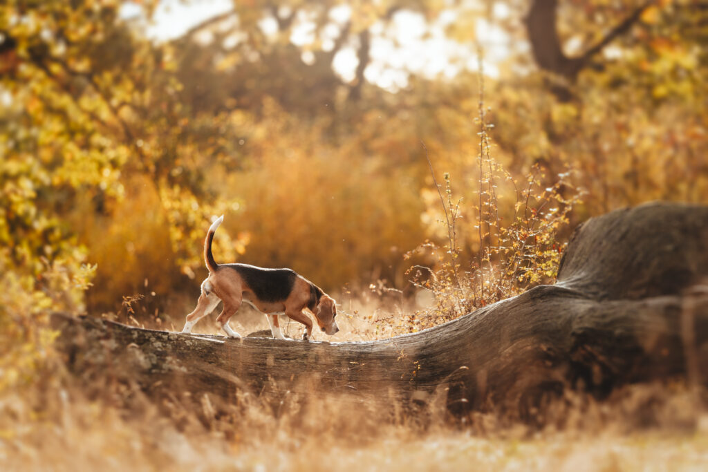 pes dog v&scaron;etko all