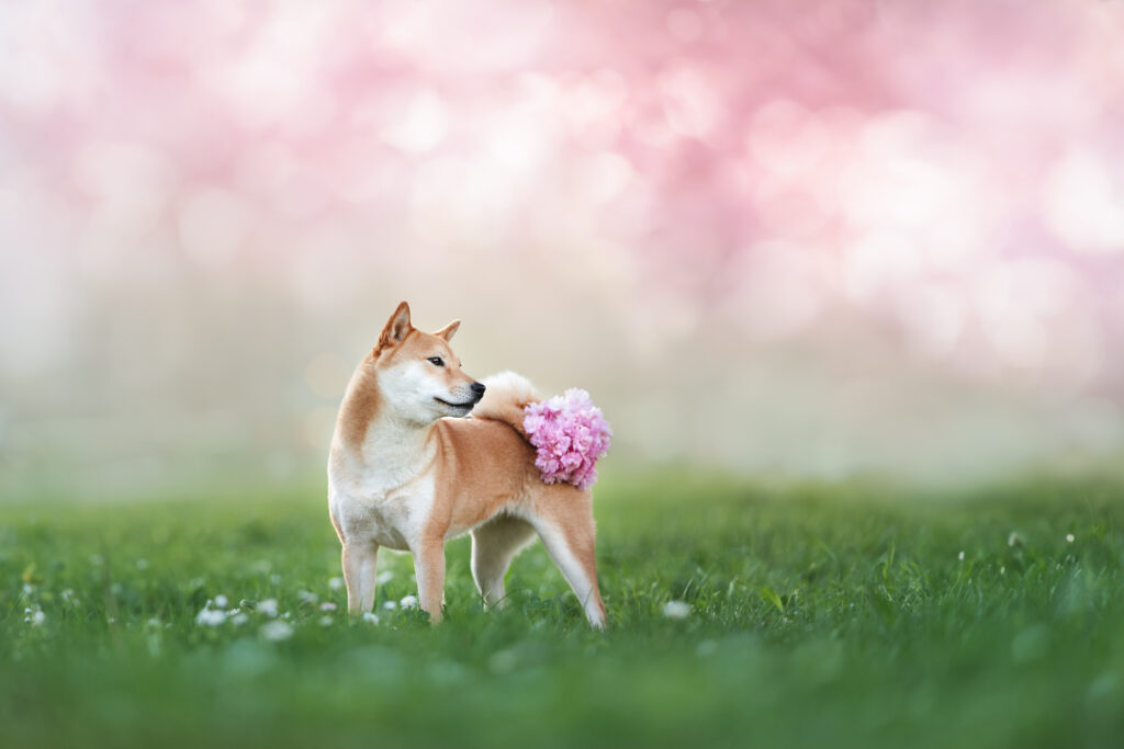 pes dog v&scaron;etko all