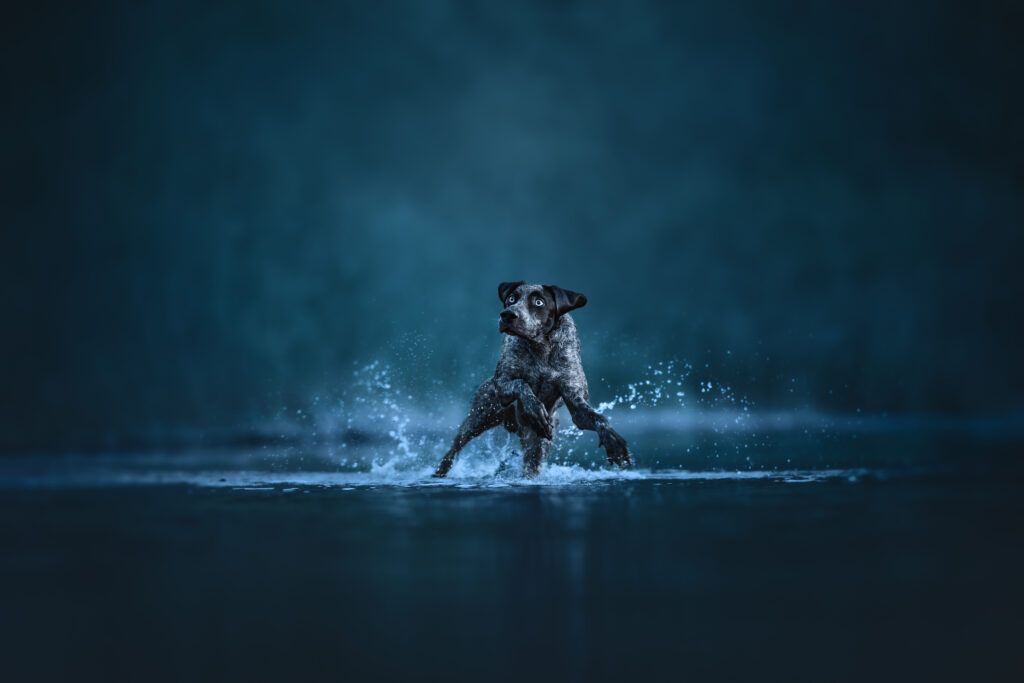 pes dog v&scaron;etko all