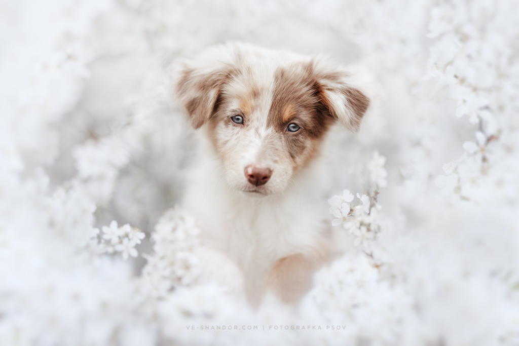 pes dog v&scaron;etko all