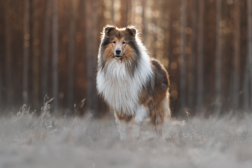 pes dog v&scaron;etko all