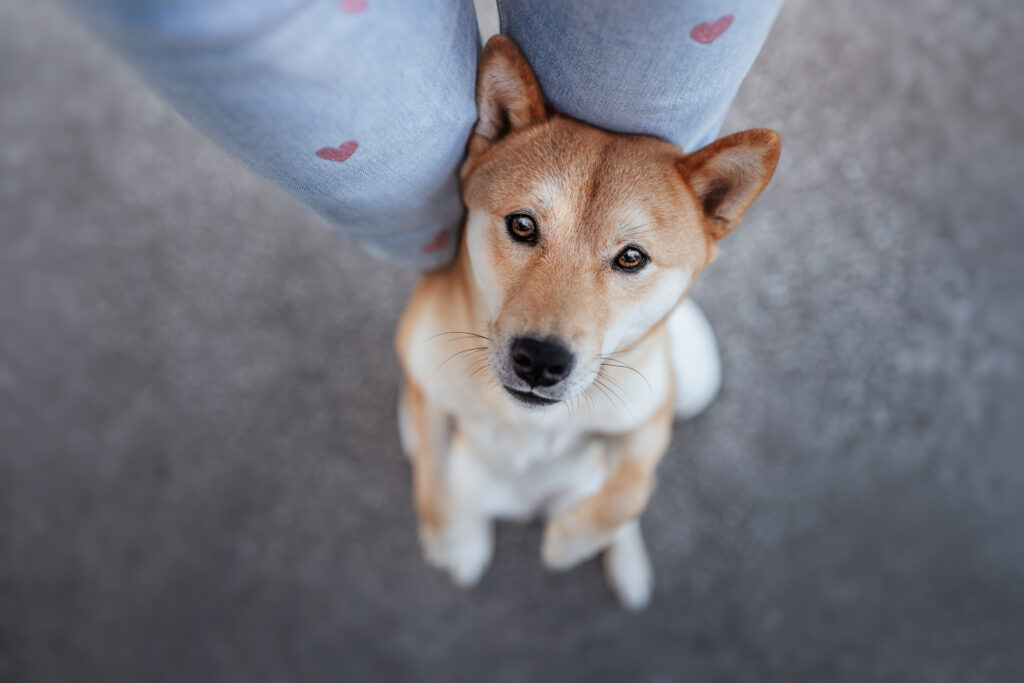 pes dog v&scaron;etko all