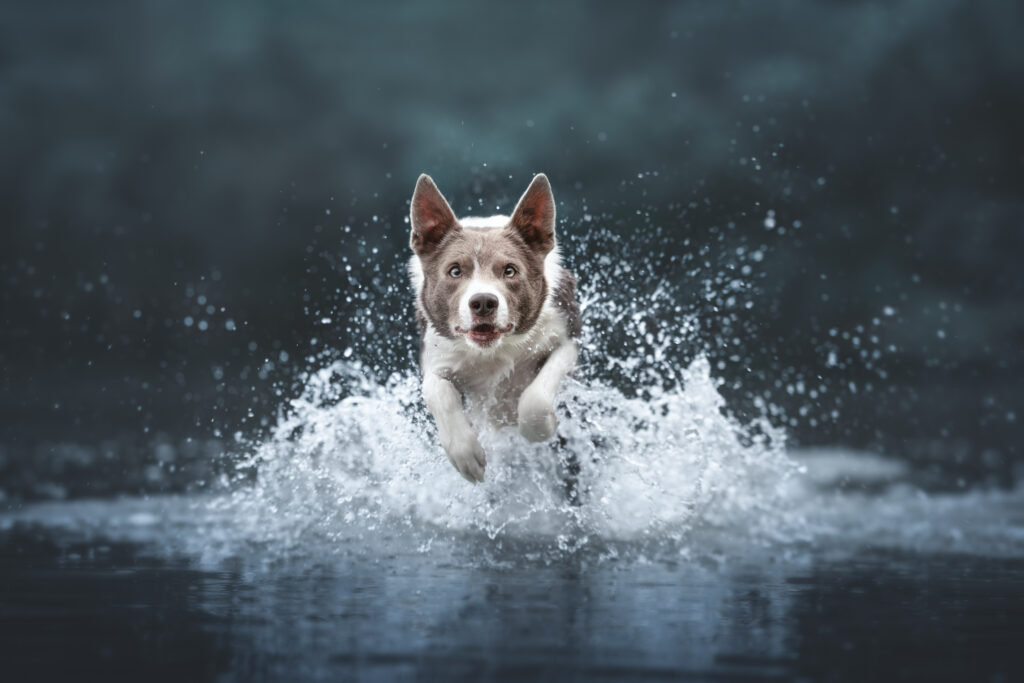 pes dog v&scaron;etko all