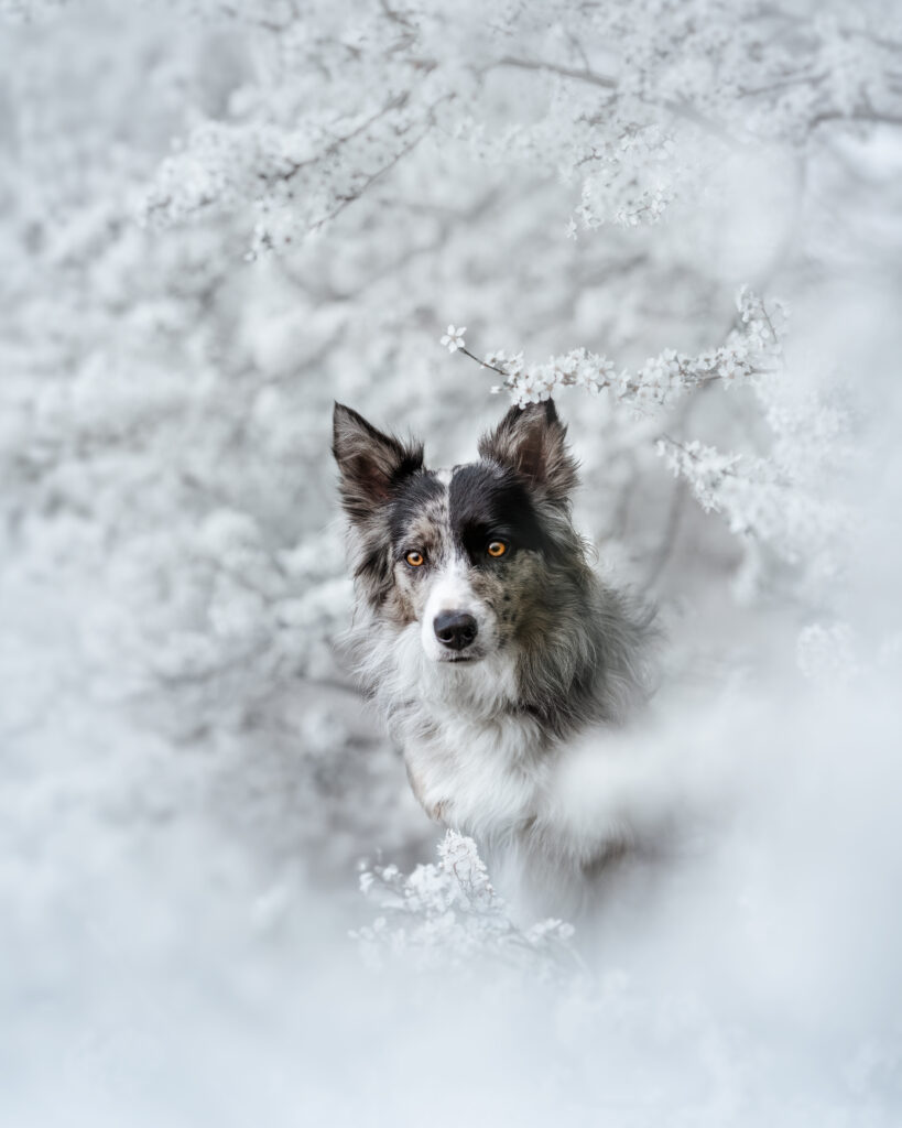 pes dog v&scaron;etko all