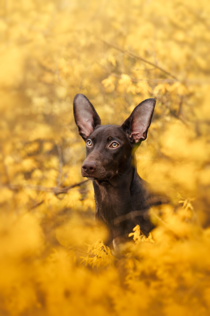 pes dog v&scaron;etko all