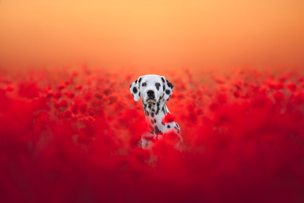 pes dog v&scaron;etko all