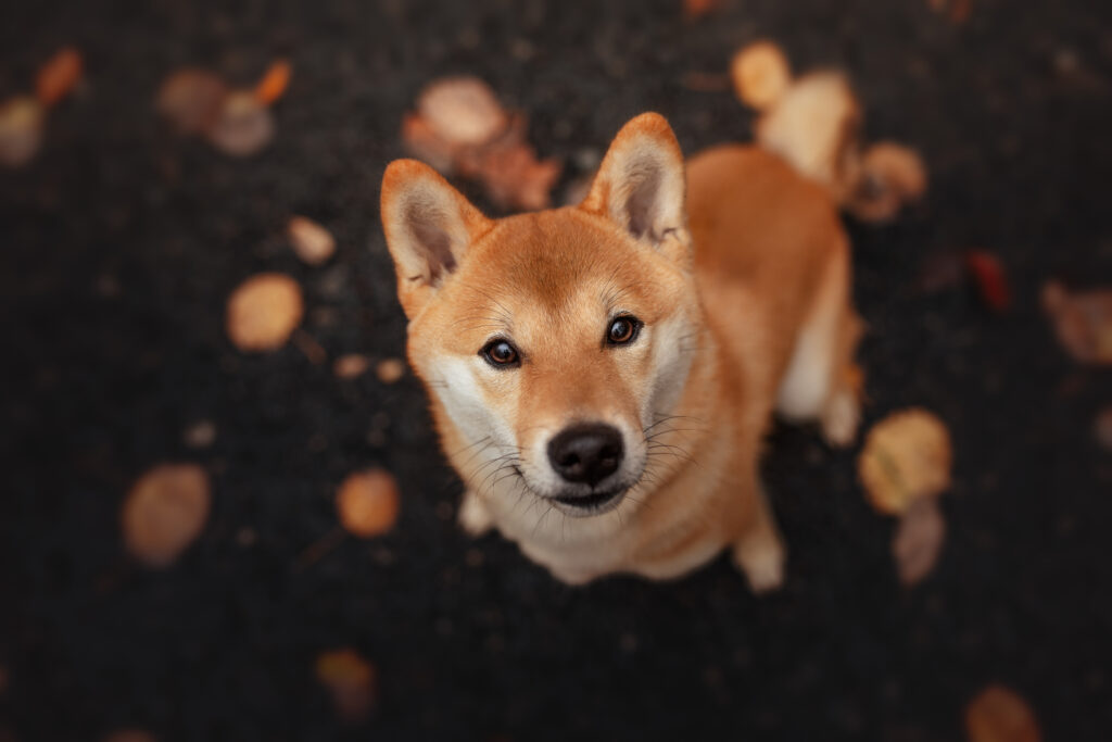 pes dog v&scaron;etko all