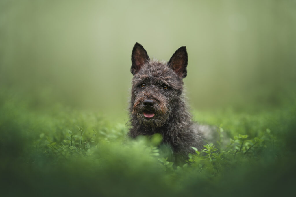 pes dog v&scaron;etko all