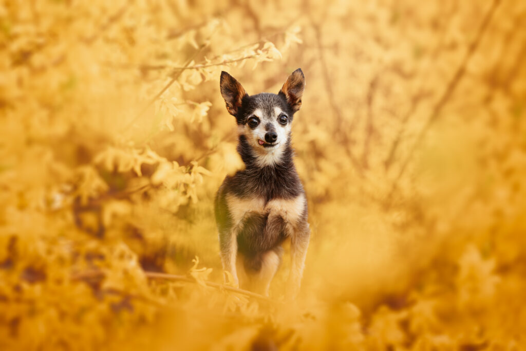 pes dog v&scaron;etko all