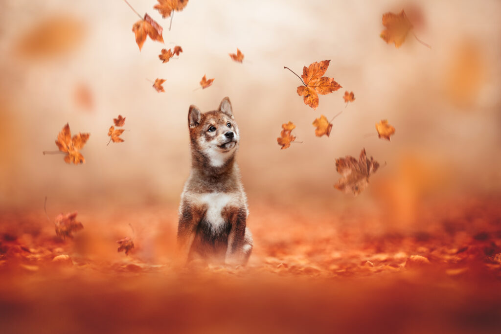 pes dog v&scaron;etko all