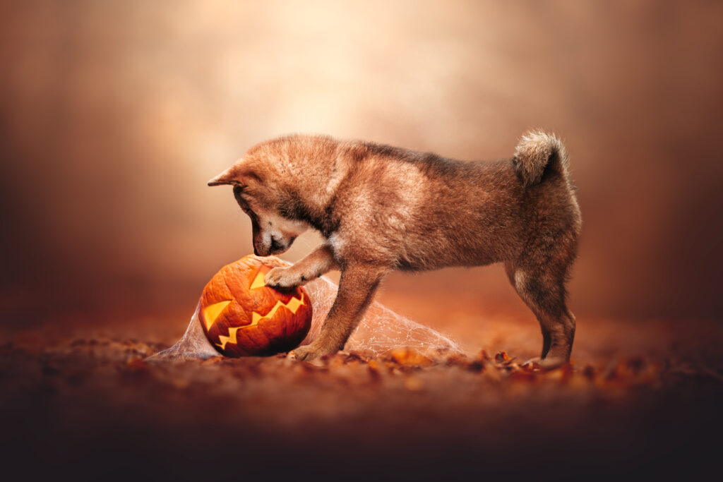 pes dog v&scaron;etko all