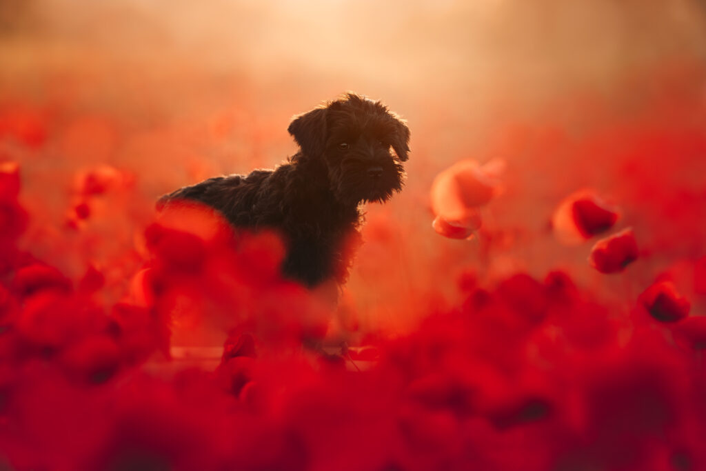 pes dog v&scaron;etko all