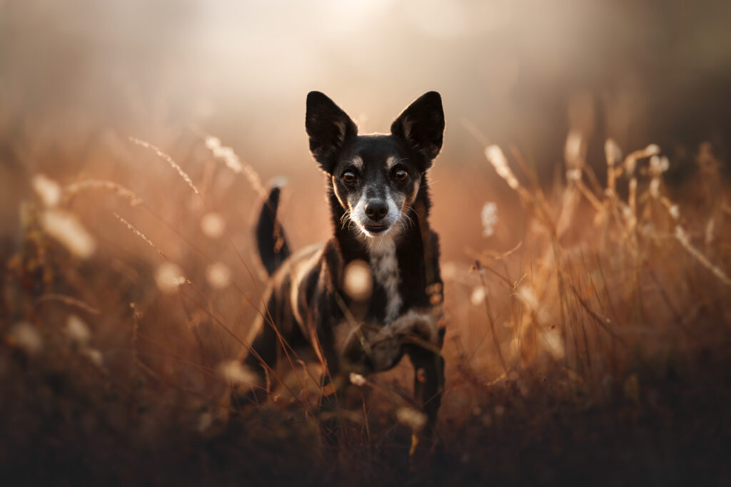 pes dog v&scaron;etko all