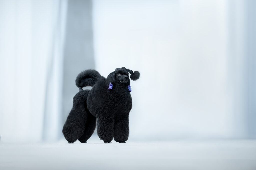 pes dog v&scaron;etko all