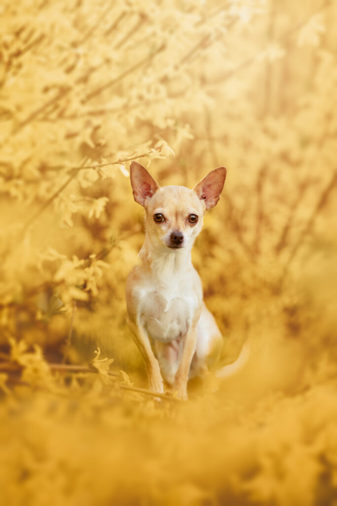 pes dog v&scaron;etko all