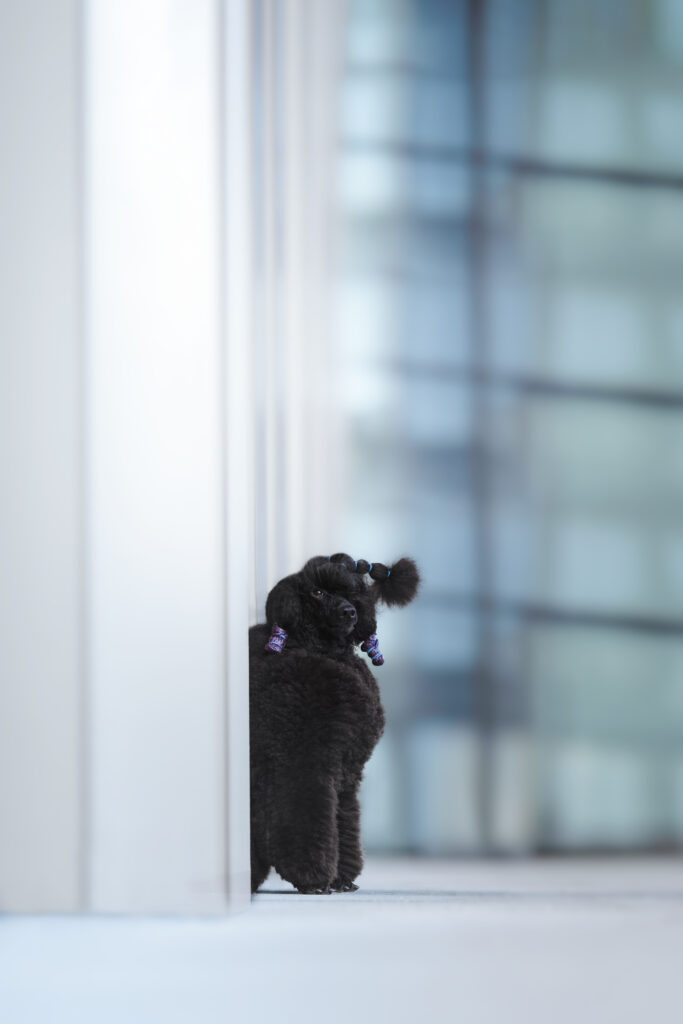 pes dog v&scaron;etko all