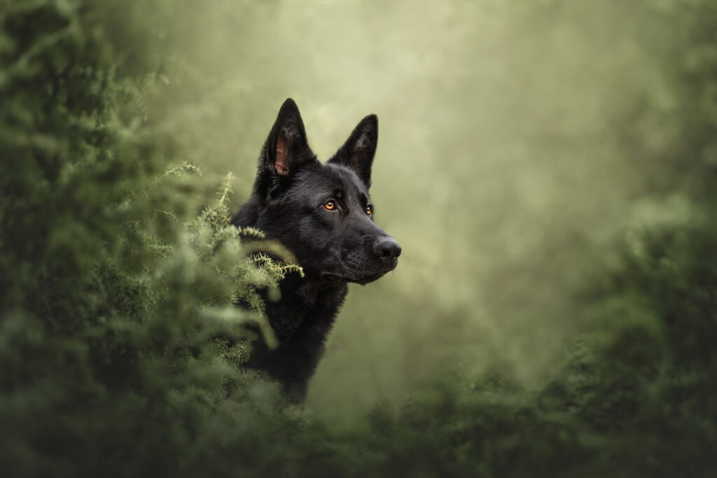 pes dog v&scaron;etko all