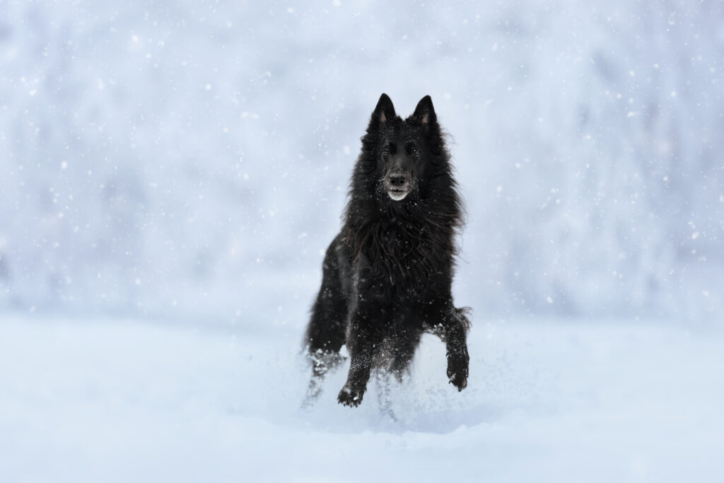 pes dog v&scaron;etko all