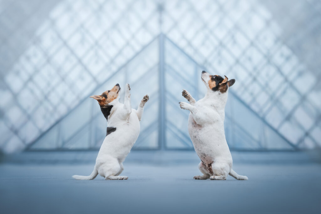 pes dog v&scaron;etko all