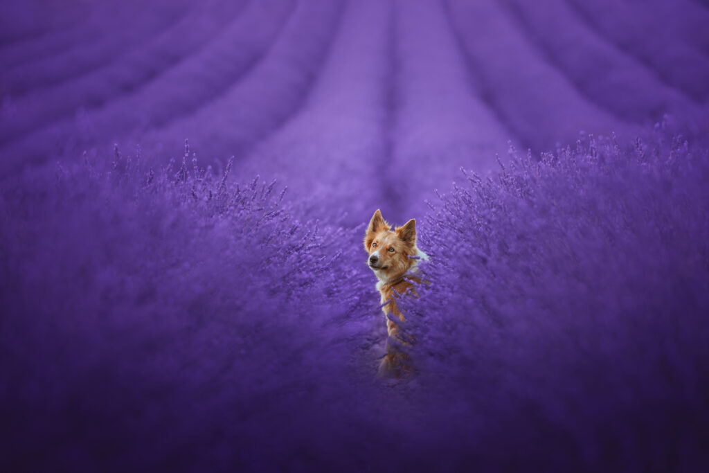 pes dog v&scaron;etko all