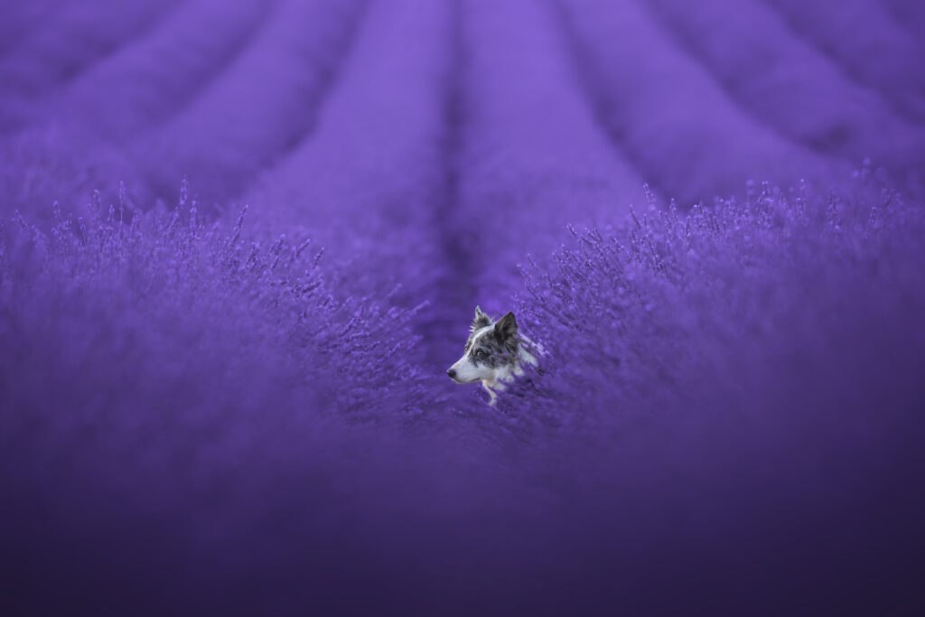 pes dog v&scaron;etko all