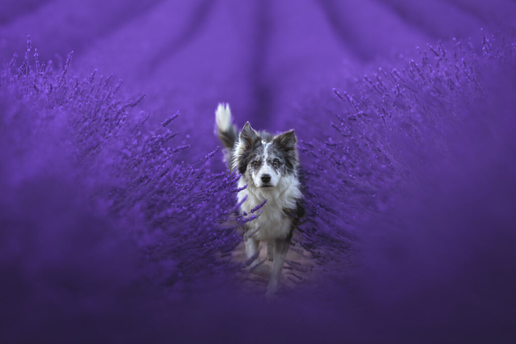 pes dog v&scaron;etko all