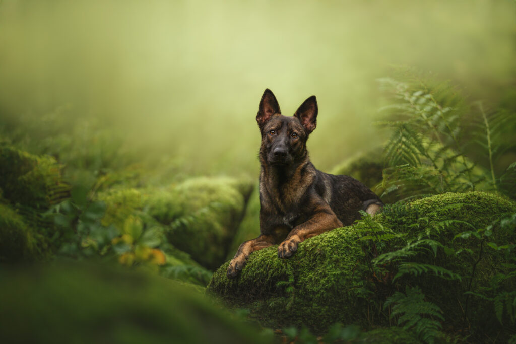 pes dog v&scaron;etko all