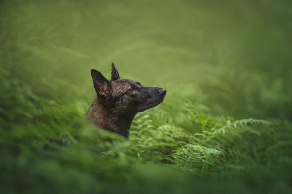 pes dog v&scaron;etko all