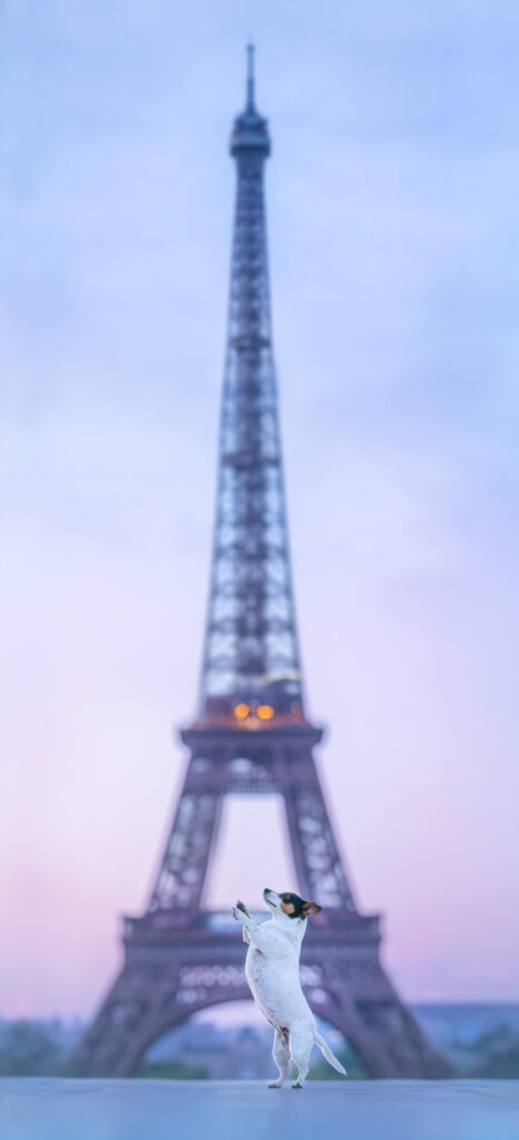 pes dog v&scaron;etko all