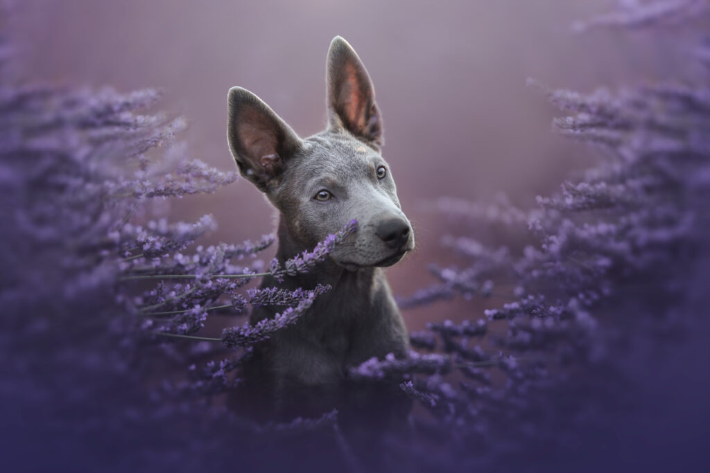 pes dog v&scaron;etko all