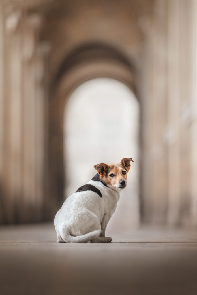 pes dog v&scaron;etko all