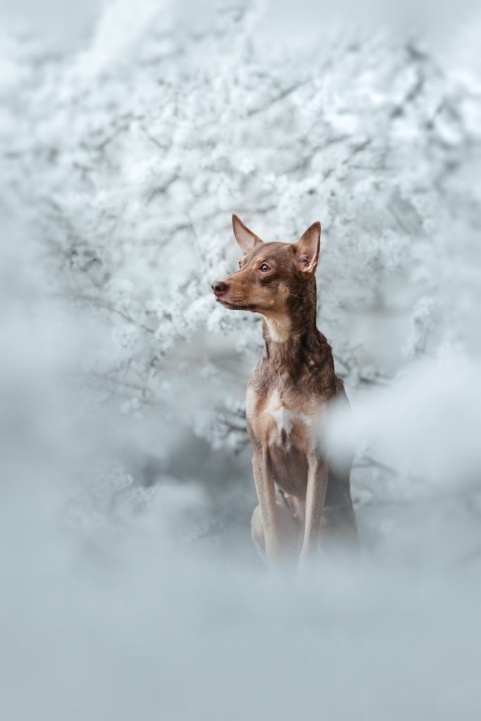 pes dog v&scaron;etko all